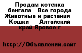 Продам котёнка бенгала - Все города Животные и растения » Кошки   . Алтайский край,Яровое г.